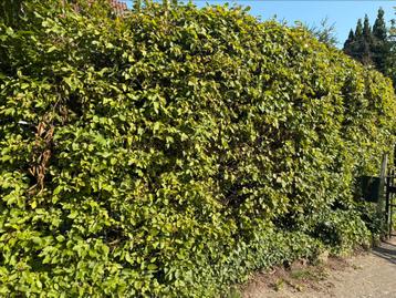 Hulp in de tuin gevraagd beschikbaar voor biedingen