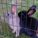Jong konijnen koppel, Dieren en Toebehoren, Konijnen, Meerdere dieren