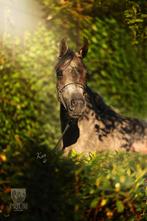Arabisch volbloed Merrie, Dieren en Toebehoren, Merrie