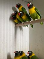 Agapornis personata’s, Dieren en Toebehoren, Vogels | Parkieten en Papegaaien, Geslacht onbekend, Dwergpapegaai of Agapornis, Geringd