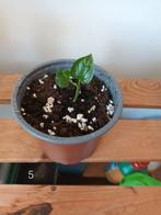 Vietnamese bladpeper - piper sarmentosum, Huis en Inrichting, Kamerplanten, Ophalen of Verzenden, Halfschaduw, Minder dan 100 cm