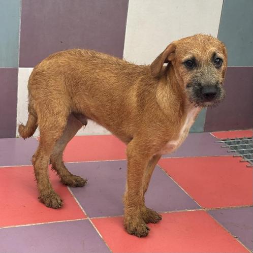 ACE: Sylvio wil nu graag vertrekken naar een eigen thuis, Dieren en Toebehoren, Honden | Niet-rashonden, Middel, Reu, Particulier