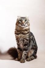 American curl kater | lief | gecastreerd | stamboom, Dieren en Toebehoren, Kater, 0 tot 2 jaar