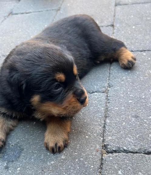 Xxl Rotweiler pups!, Dieren en Toebehoren, Honden | Teckels en Dashonden, Meerdere dieren, Ruwhaar, Particulier, Meerdere, Nederland