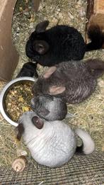 31/1 Héél tamme chinchilla’s curly en gendrager, Dieren en Toebehoren, Chinchilla, Januari, Meerdere dieren, Tam