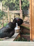2 Jersey Giant hennen, Dieren en Toebehoren, Pluimvee, Vrouwelijk, Kip
