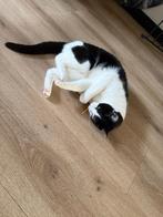 Spidey (kat) zoekt nieuw huis., Dieren en Toebehoren, Katten en Kittens | Overige Katten, Kater