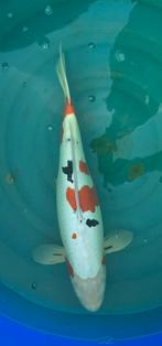 Doitsu Showa, Dieren en Toebehoren, Karper of Koi