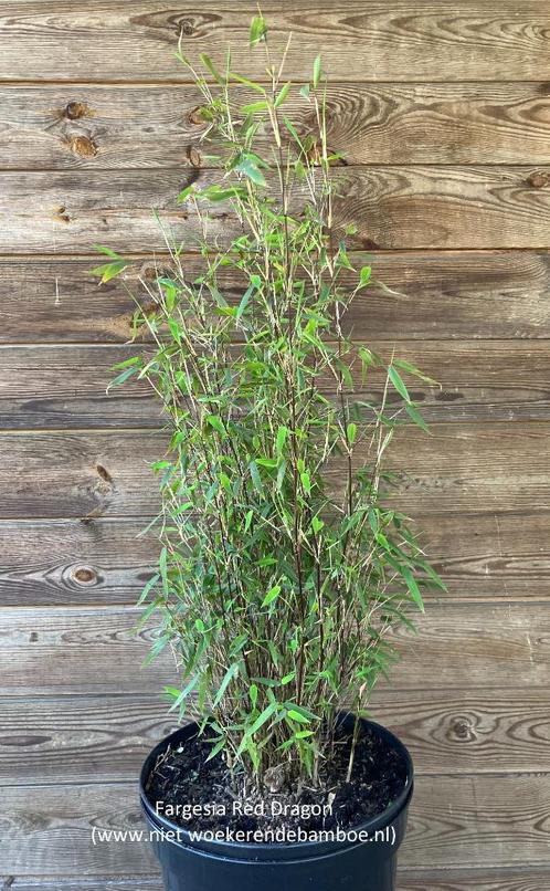 Andere Fargesia’s, wintergroene niet woekerende bamboe, Tuin en Terras, Planten | Struiken en Hagen, Haag, Bamboe, 250 cm of meer