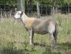 Easy Care / Maasduinen ooilammeren, Dieren en Toebehoren, Schapen, Geiten en Varkens, Vrouwelijk, Schaap, 0 tot 2 jaar