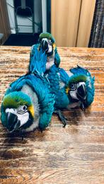 Blauw gele ara, Dieren en Toebehoren, Vogels | Parkieten en Papegaaien, Meerdere dieren, Papegaai, Pratend