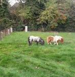 te koop appaloosa en shetlander veulen, Dieren en Toebehoren, Pony's, Merrie, Niet van toepassing, 0 tot 2 jaar, Gechipt