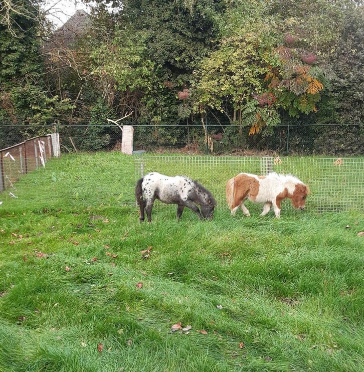 te koop appaloosa en shetlander veulen, Dieren en Toebehoren, Pony's, Merrie, Niet van toepassing, A pony (tot 1.17m), Recreatiepony