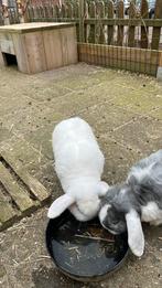 Dekram gezocht (Nederlandse hangoor dwerg), Dieren en Toebehoren, Dwerg, Hangoor