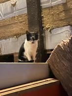 Jonge boerderij poes, Dieren en Toebehoren, Katten en Kittens | Overige Katten, Poes, Kortharig, 0 tot 2 jaar