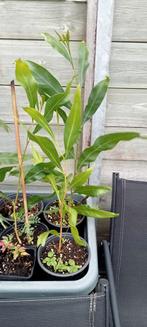 Acacia floribunda planten, Tuin en Terras, Planten | Bomen, Volle zon, Minder dan 100 cm, Zomer, Overige soorten