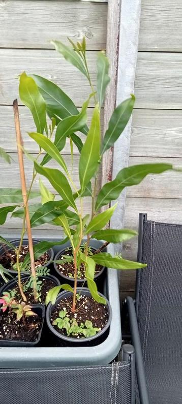 Acacia floribunda planten  beschikbaar voor biedingen