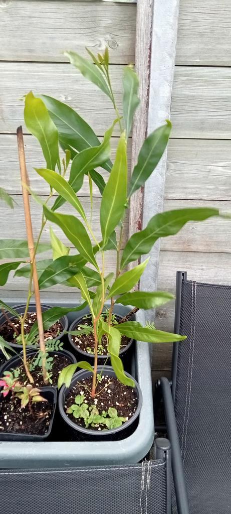 Acacia floribunda planten, Tuin en Terras, Planten | Bomen, Overige soorten, Minder dan 100 cm, Volle zon, Zomer, Ophalen of Verzenden