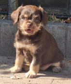 Zeer uniek * pugapoo* pug x toy poedel, Dieren en Toebehoren, CDV (hondenziekte), 8 tot 15 weken, Meerdere, Meerdere dieren