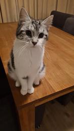 Poes, Dieren en Toebehoren