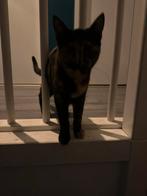 Jonge poezen, Dieren en Toebehoren, Katten en Kittens | Overige Katten, Poes, Kortharig, 0 tot 2 jaar