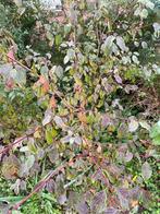 Gratis rode kornoelje - 12 stuks, Tuin en Terras, Planten | Struiken en Hagen, Ophalen, Overige soorten, Minder dan 100 cm