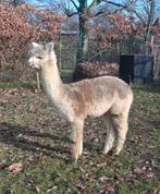 Jonge alpaca merrie, Dieren en Toebehoren, Overige Dieren, Mei, Vrouwelijk