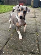 Lieve jack russel, Parvo, Jack Russell Terriër, Teef, Eén hond