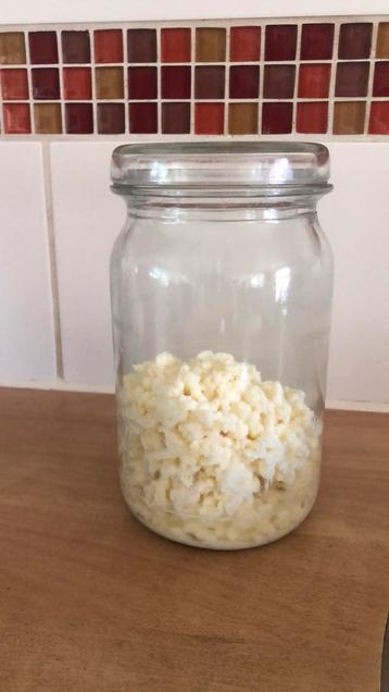 Melkkefir korrels  beschikbaar voor biedingen