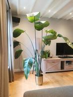 Strelizia, Ophalen, Overige soorten, In pot, 150 tot 200 cm
