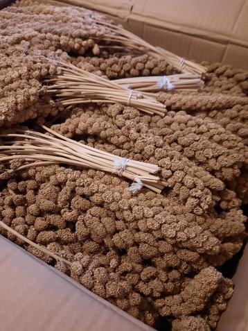 Trosgierst  beschikbaar voor biedingen
