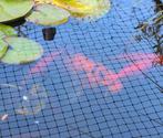 Ghost koi karper, Karper of Koi