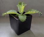 Mooie Kalanchoe Mother of thousands, Bommenwerper in sierpot, Huis en Inrichting, Ophalen, Overige soorten, In pot, Minder dan 100 cm