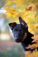 Fotis van uw huisdier, Dieren en Toebehoren, Ophalen