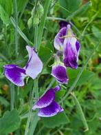 Zaden Lathyrus odoratus Blue Ripple, Verzenden, Volle zon