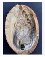 Korting Prachtige grote abalone paoa schelp Australië, Verzamelen, Ophalen of Verzenden, Schelp(en)