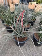 Agave agaves, Tuin en Terras, Planten | Tuinplanten, Vaste plant, Ophalen of Verzenden, Overige soorten