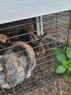 Twee kleine lieve konijntjes, Dieren en Toebehoren, Geslacht onbekend, Middelgroot, Hangoor, 0 tot 2 jaar