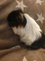 Cavia met kooi, Dieren en Toebehoren, Knaagdieren, Mannelijk, Cavia, Na 1 juli 2024, Tam