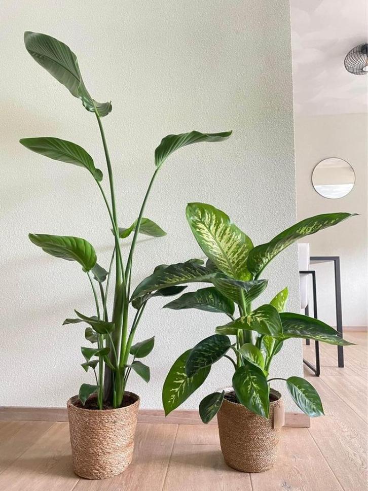 2 for 85-Strelitzia Nicolai & Dieffenbachia Tropic Snow, Huis en Inrichting, Kamerplanten, Minder dan 100 cm, Groene kamerplant