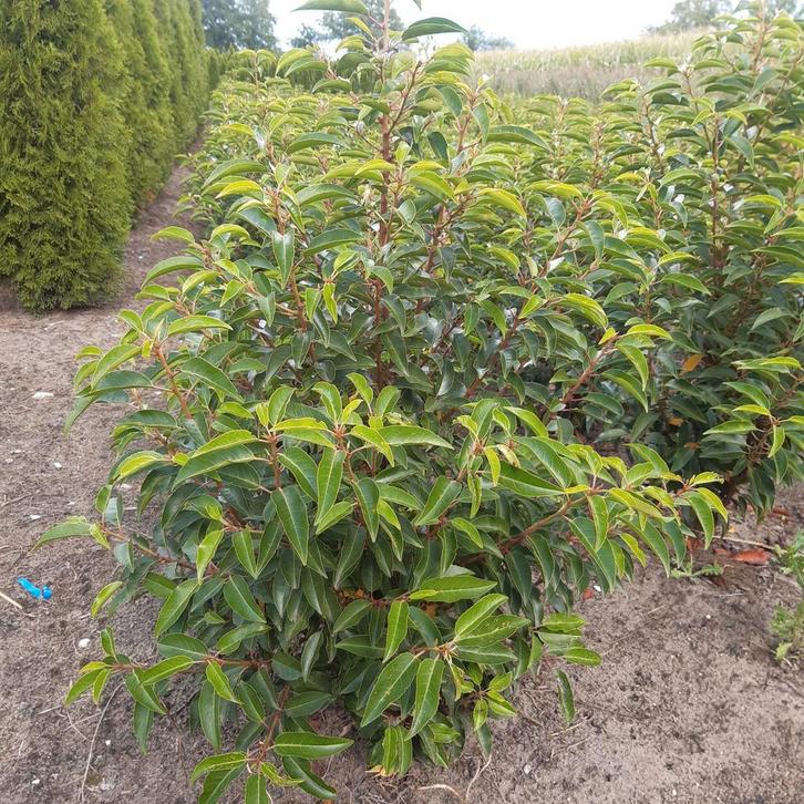 Portugese laurier, Tuin en Terras, Planten | Struiken en Hagen, Laurier, Minder dan 100 cm, Ophalen