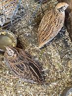 Japanse kwartels, Dieren en Toebehoren, Vrouwelijk