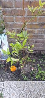 Clementine citrus, Tuin en Terras, Ophalen, Zomer, Overige soorten, Volle zon