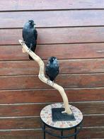 Opgezette kauwen op mooi stuk drijfhout - taxidermie, Ophalen of Verzenden, Zo goed als nieuw, Vogel, Opgezet dier