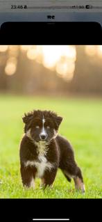 Pups Shepsky merle teefjes pomsky x Australian shepherd, Dieren en Toebehoren, Honden | Niet-rashonden, CDV (hondenziekte), 8 tot 15 weken