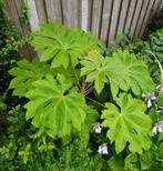 Tetrapanax papyrifer - Chinese rijstpapier plant, Tuin en Terras, Planten | Tuinplanten, Ophalen