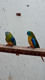 2 koppels turquoisines (1x geelbuik en 1x roodbuik), Dieren en Toebehoren, Meerdere dieren, Parkiet