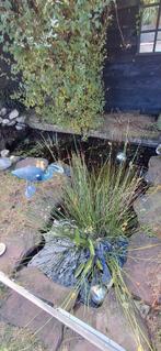 Complete L-Vijver met Pomp, Vissen & Planten, Tuin en Terras, Vijvers, Ophalen, Gebruikt