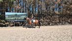 Uitzonderlijk knappe en veelzijdige 5jr ruin (KWPN X Fries), B, Gechipt, Ruin, 3 tot 6 jaar
