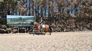 Uitzonderlijk knappe en veelzijdige 5jr ruin (KWPN X Fries) beschikbaar voor biedingen